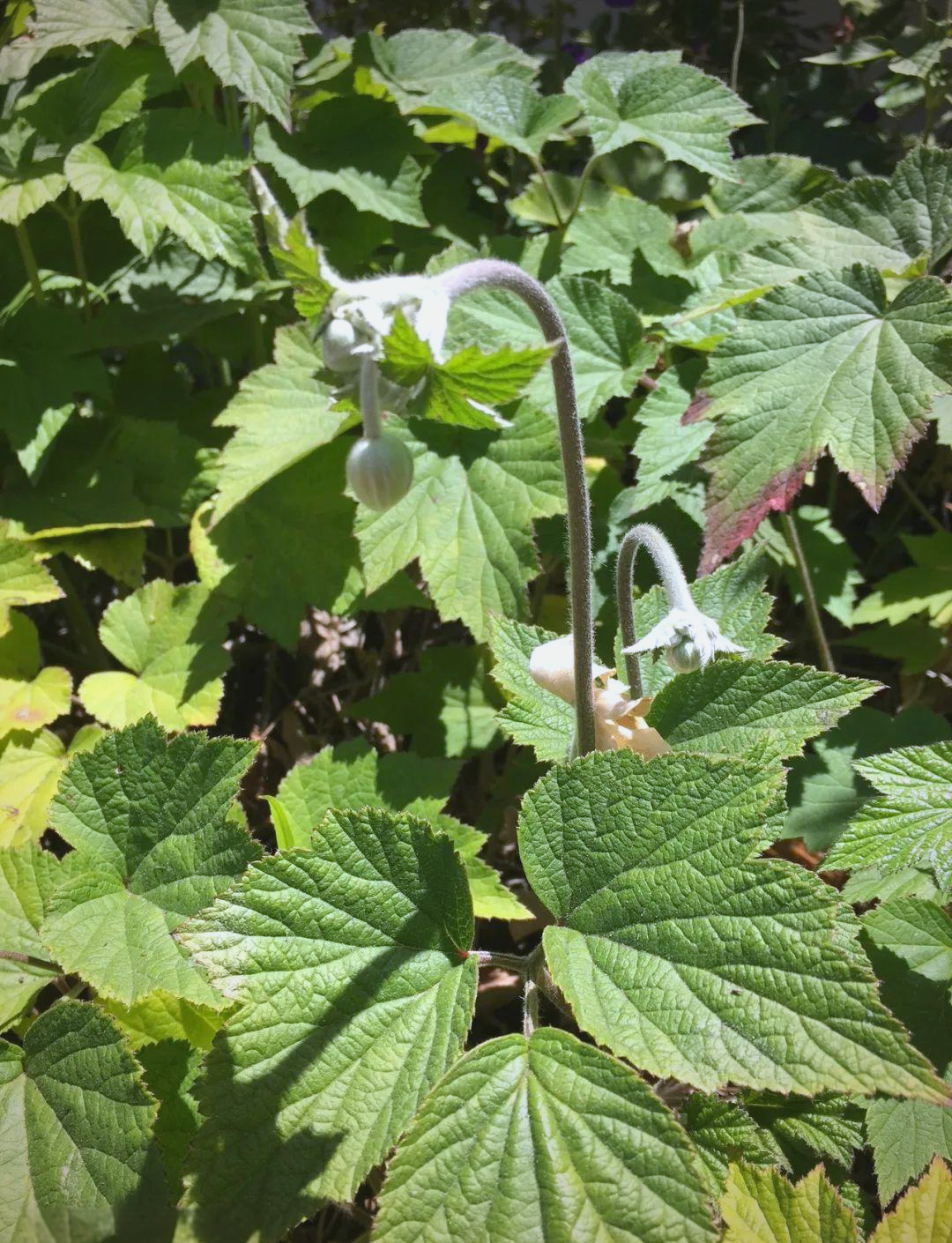 「亚洲植物探秘」
