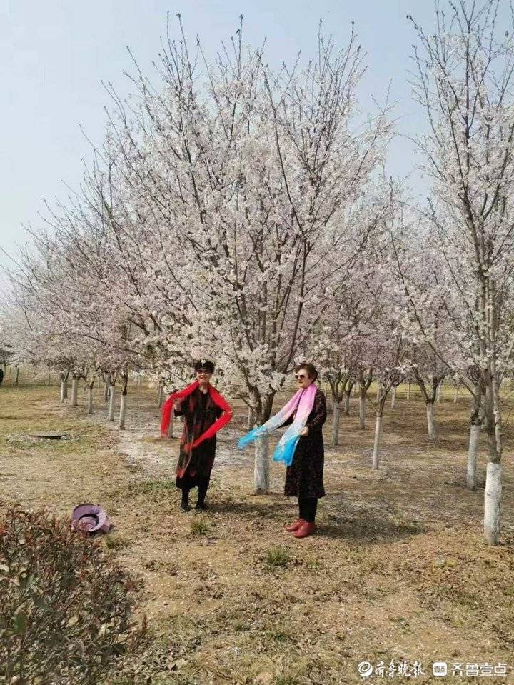 淄博文昌湖的櫻花開了