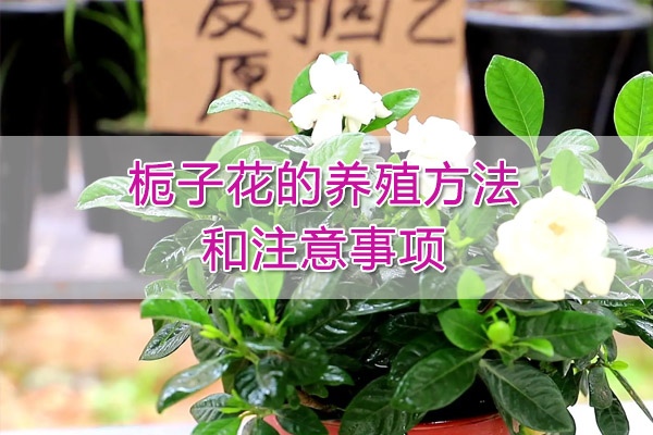 栀子花的养殖方法和注意事项