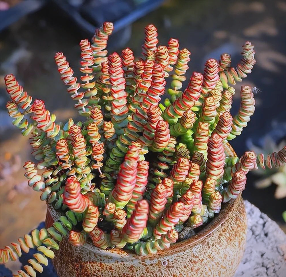 多肉钱串养护指南:从新手到专家,轻松培育美观盆栽