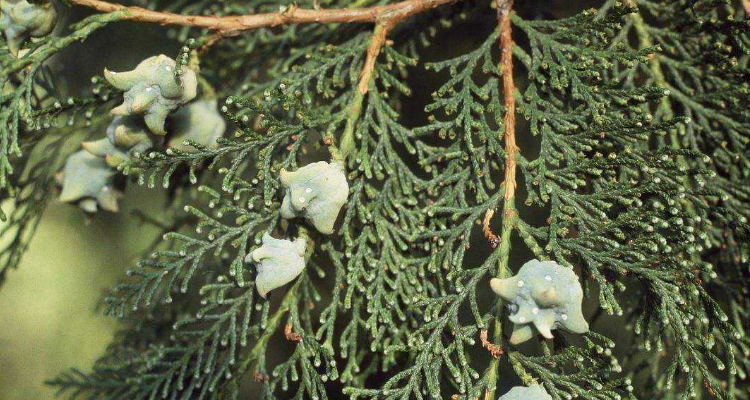 侧柏和柏树的区别