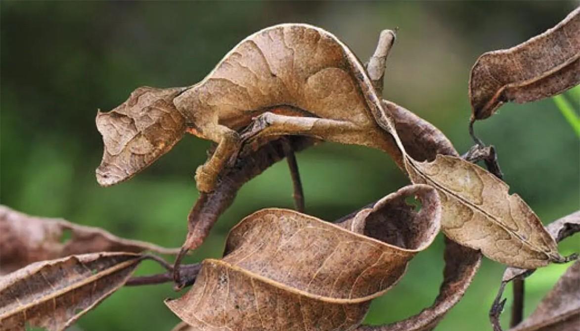 地球上十大能"隐身"的动物,你能一眼就发现它们吗?