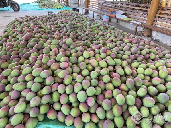 玉溪元江迎来芒果季 有颜有甜有身份