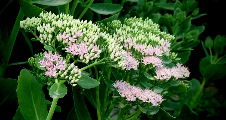 云南白药的花是什么样的花