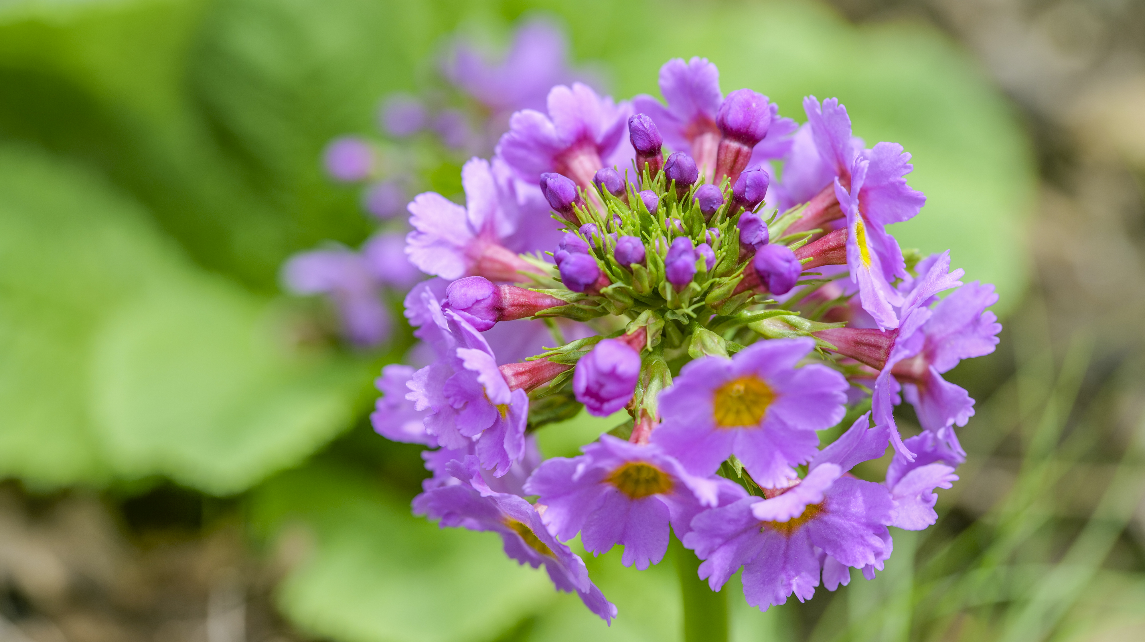 中国特有极危物种"川东灯台报春"种群生长良好 花开正艳