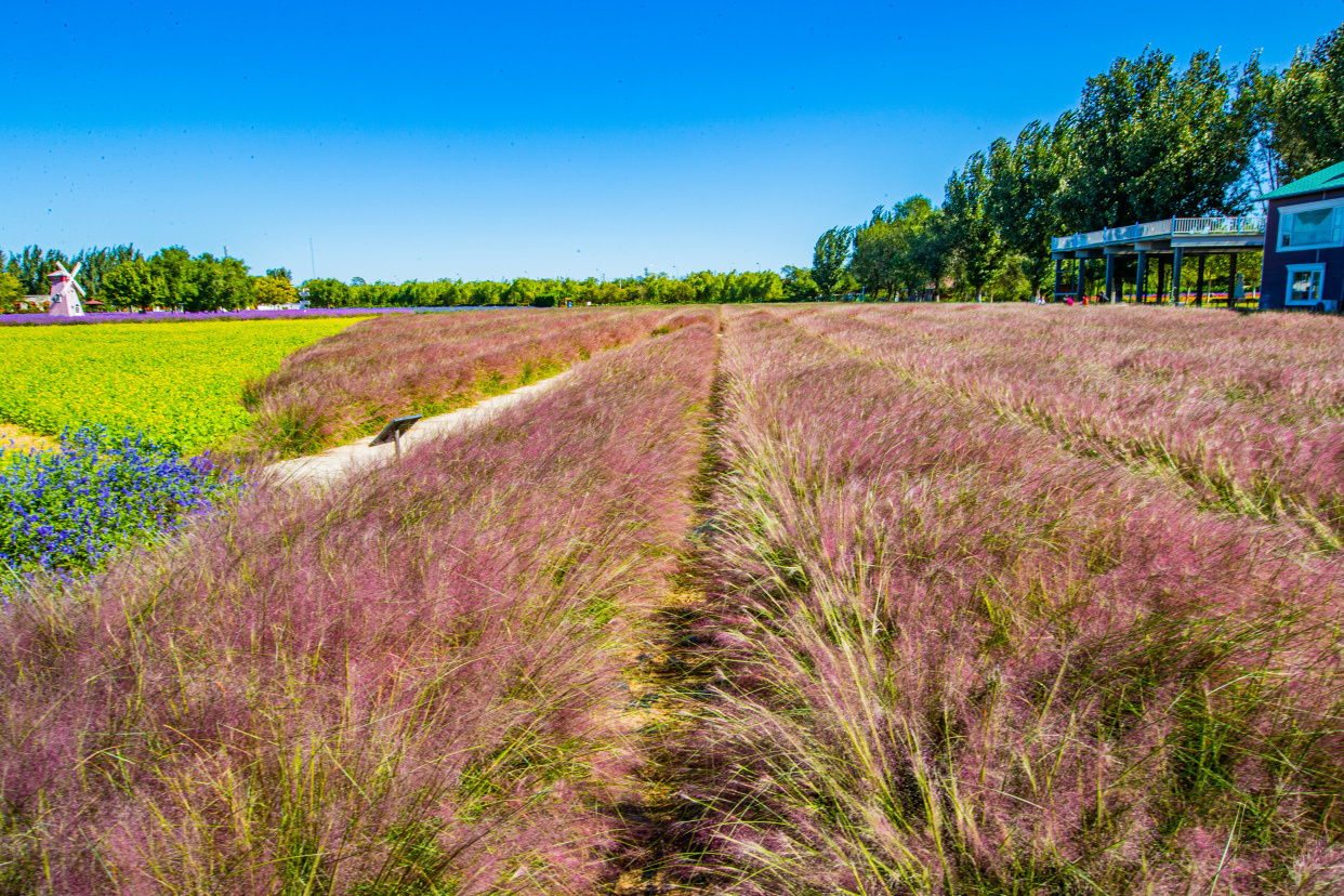移步丰台·触摸秋色:万紫千红 紫谷伊甸园