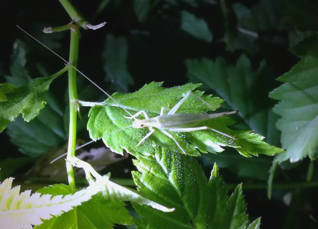 竹蛉饲养指南:从邂逅到精通,探索夜行昆虫的奇妙世界