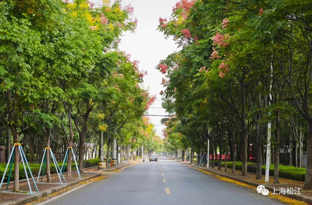 我在思贤路很想你～松江这条道路绿化景观全新升级