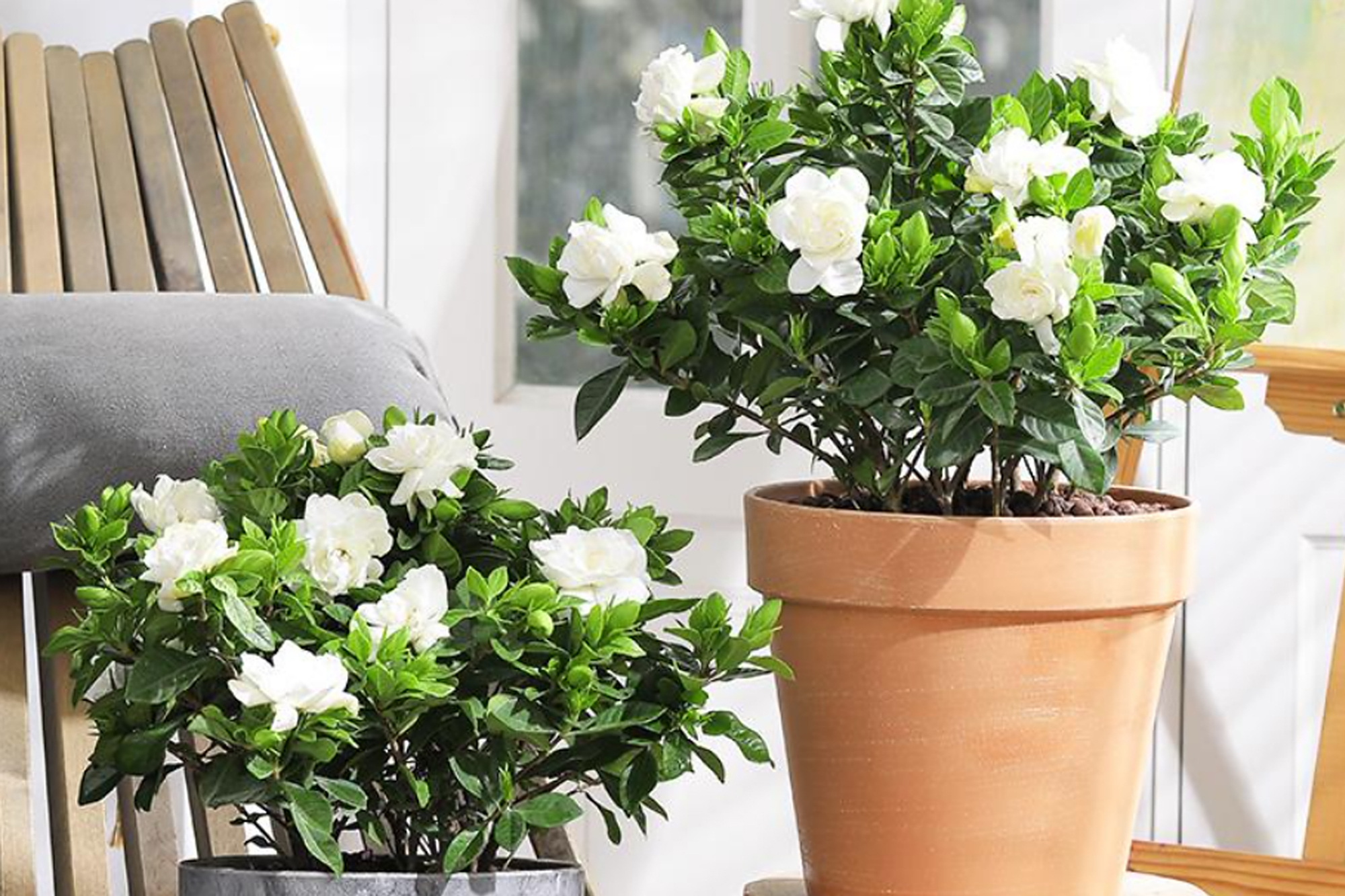 建议不要放在室内养1栀子花是木本植物,适于在室外养植,否则容易死亡2