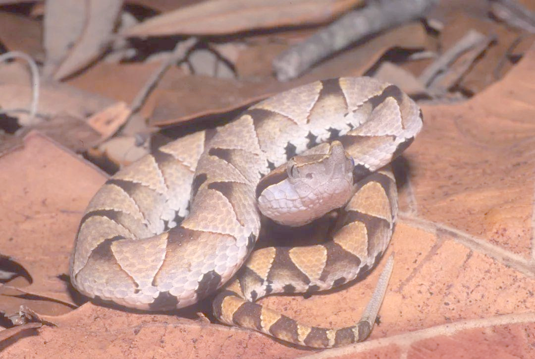 温州地区常见蛇类介绍