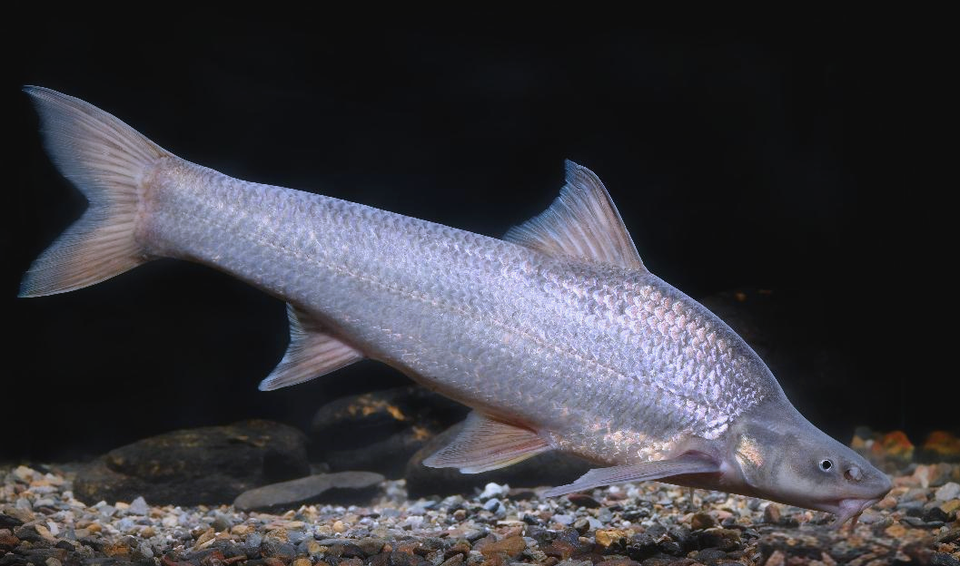 钓友必知:长江禁渔十年仍需放生的鱼类