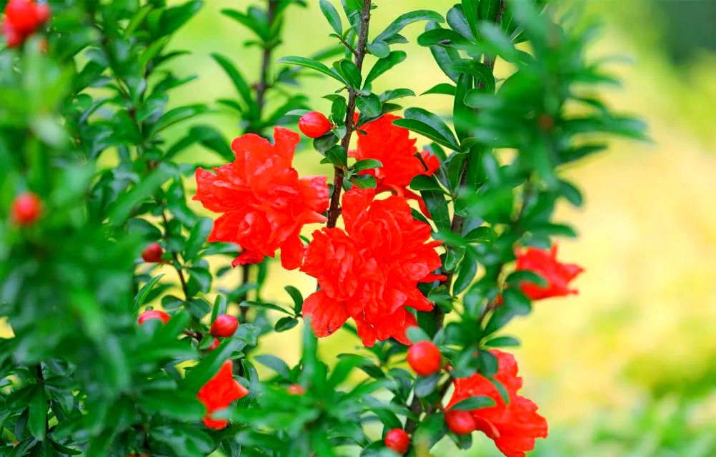 四月春光中,石榴花盛开如火红锦绣