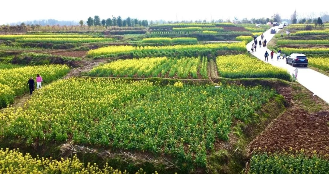 陕西西乡油菜花图片