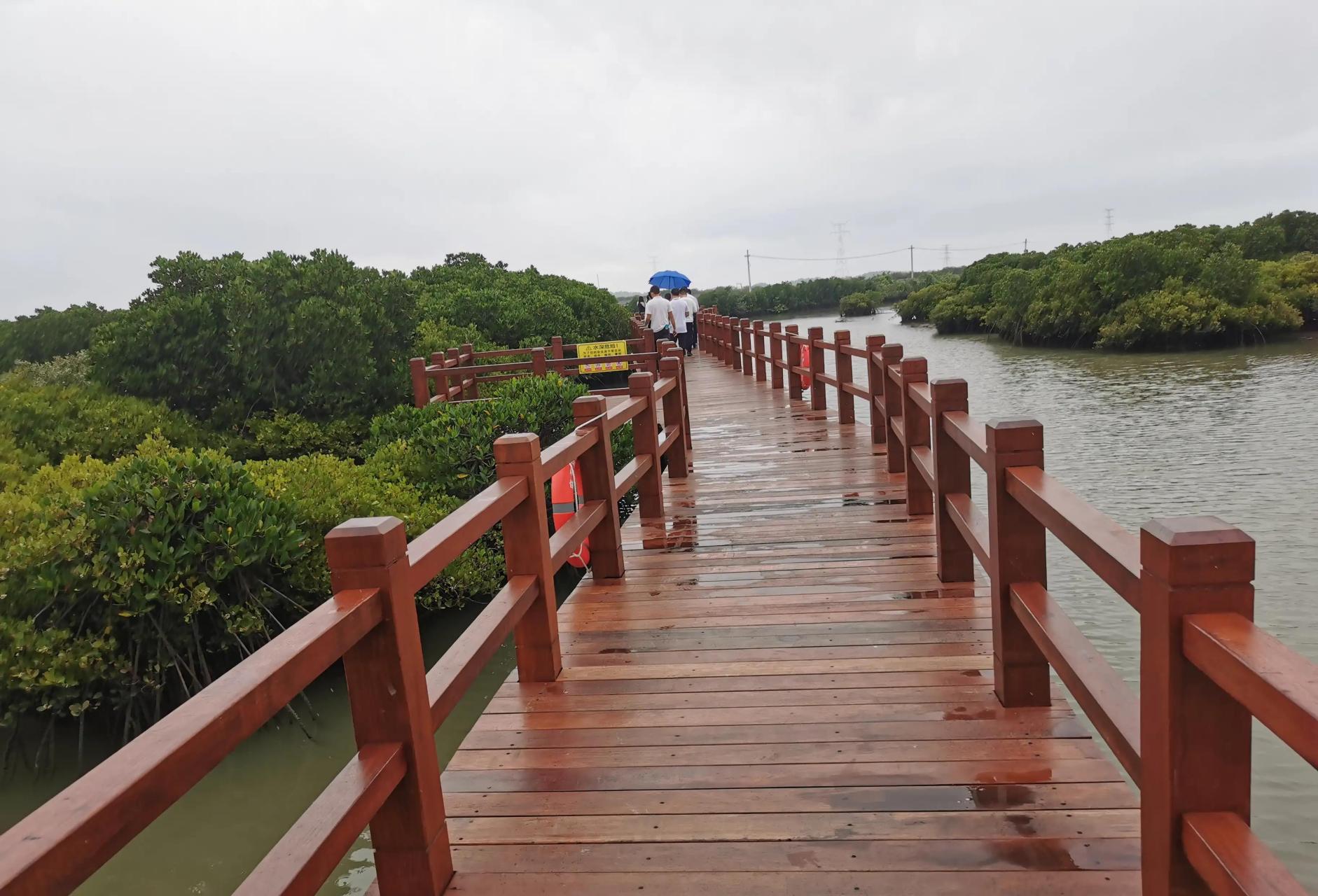 世乔村的金牛岛     湛江市的红树林  我们今天去麻章区湖光镇世乔村