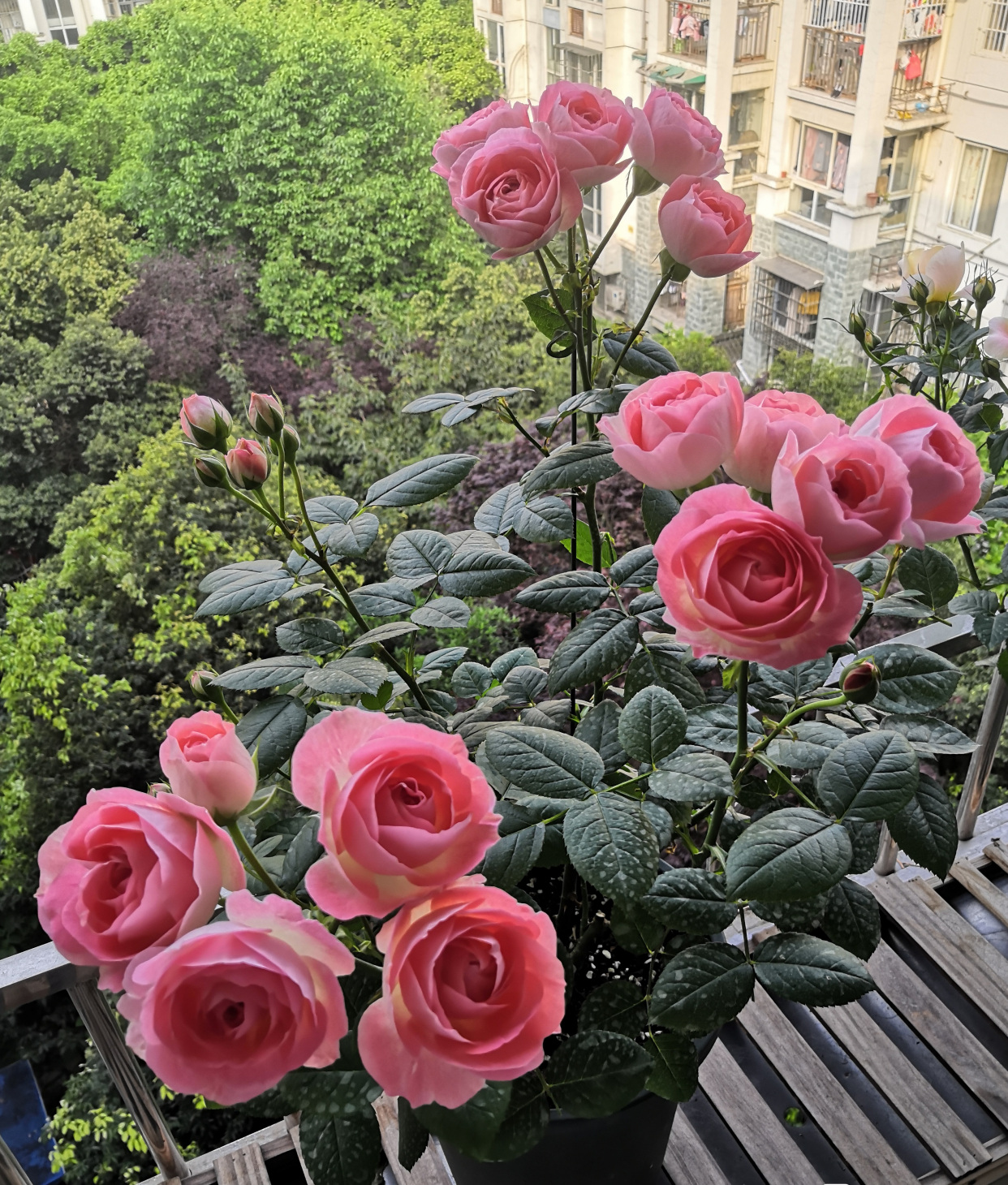 这种花名叫"诺娃"(nova),月季花爱好者们都十分熟悉了(本文只针对新手