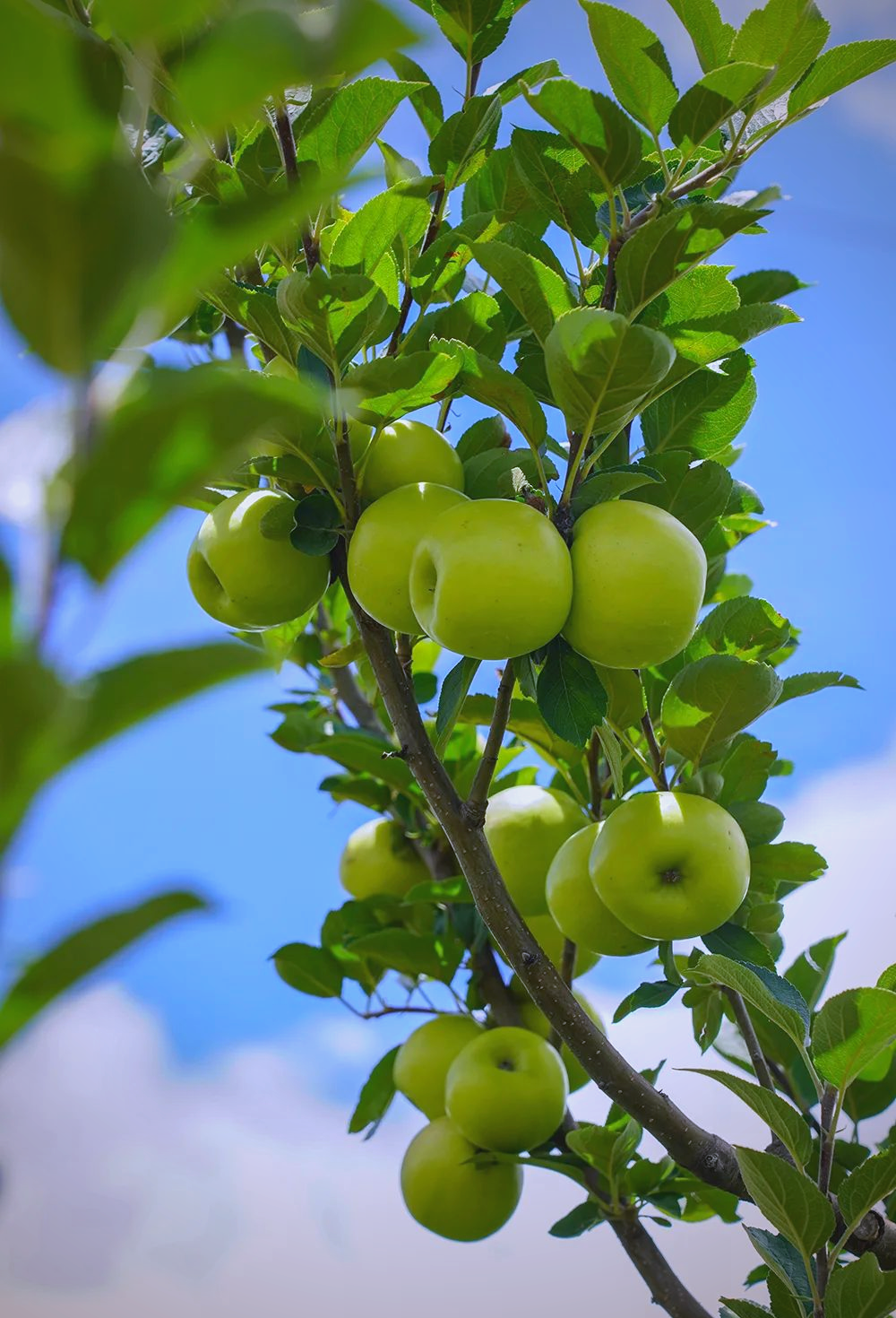 大理小青苹果:高原绿色生态的天然美味