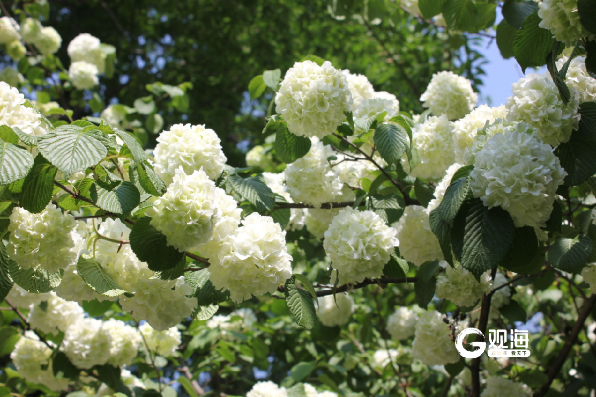 崂山风景区赏花季拉开帷幕这份赏花路线和盛花期攻略速收藏