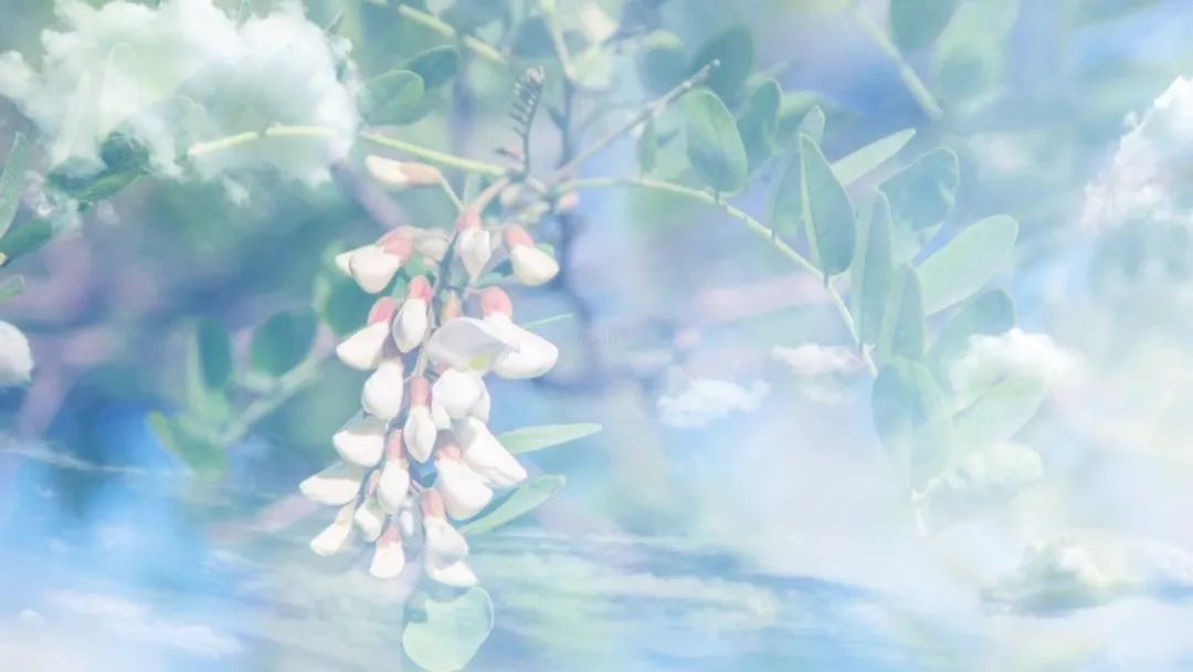 丑兵兵:淡雅槐花香,醉美万斛山