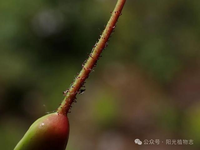 长白蔷薇,小猴脸一个,古灵精怪的