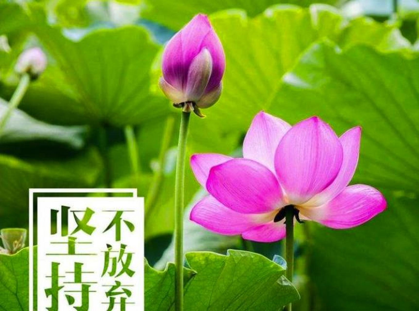 【惊人的社会定律:荷花定律,竹子定律,金蝉定律】  1,荷花定律 哪有