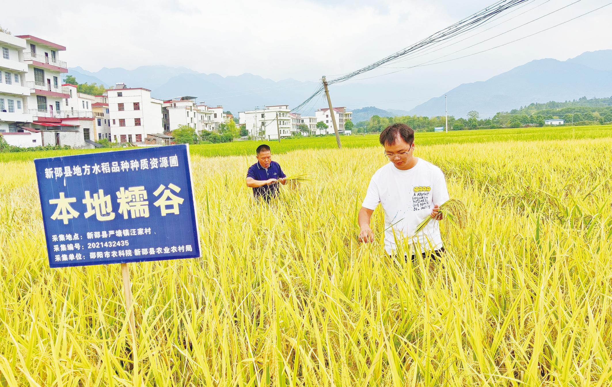 工作人员正在进行水稻选种