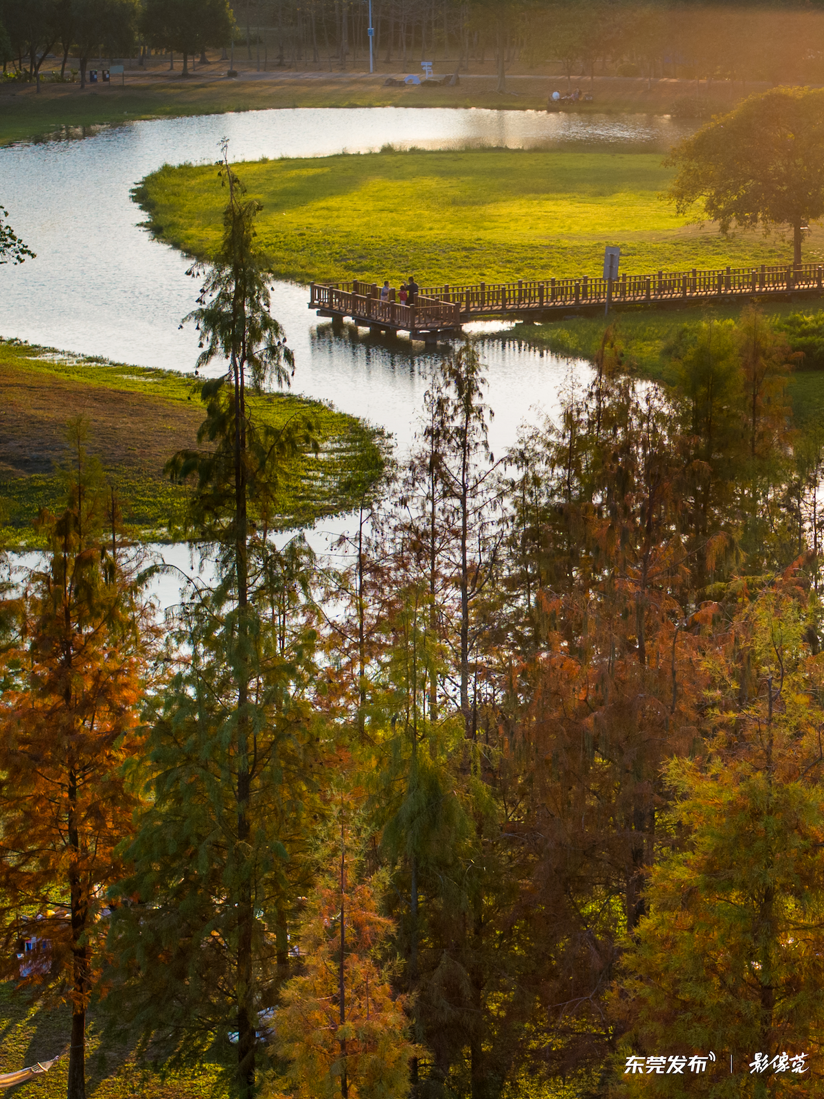 周末赏花去!东莞小众花海,随手拍出油画感!
