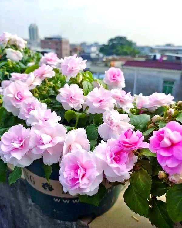 阳台盆栽新选择:水梅花,美观且花期长,常年有花开