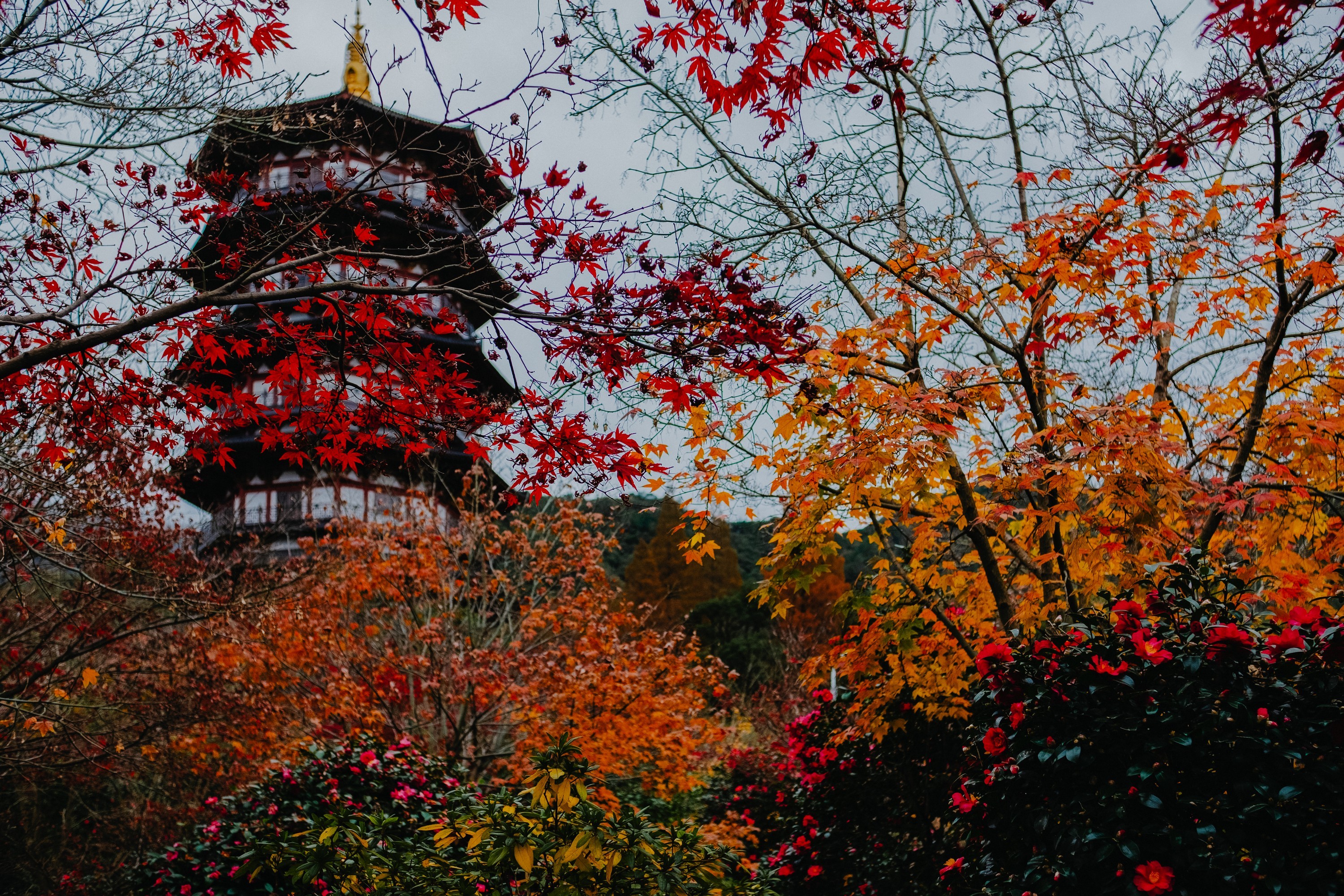 深秋,走进宁波北仑九峰山瑞岩景区!