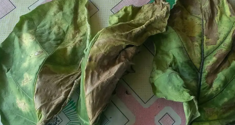 茄子叶子突然蔫了是咋回事呢