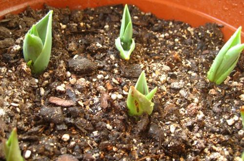 郁金香的种植方法和时间,你知道吗?