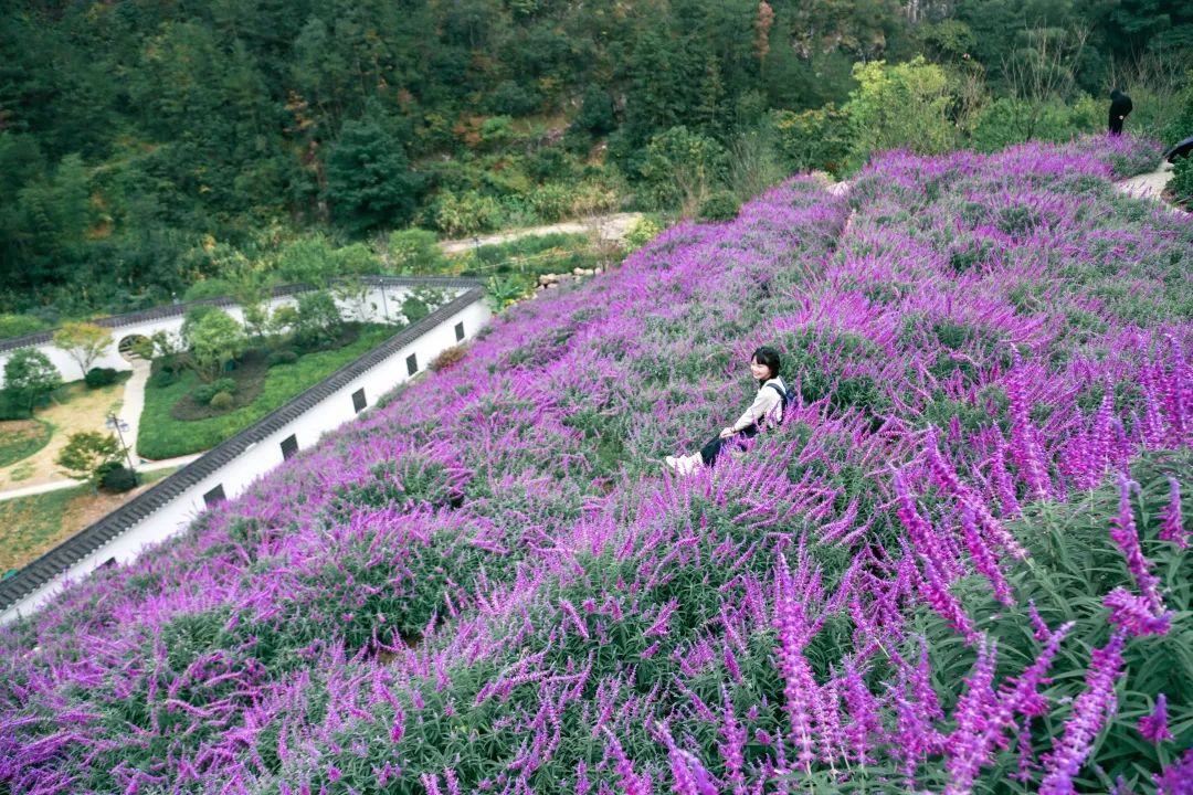 廊氡居然藏了一片紫色花海,正值盛放期!又是一处绝美的打卡拍照地