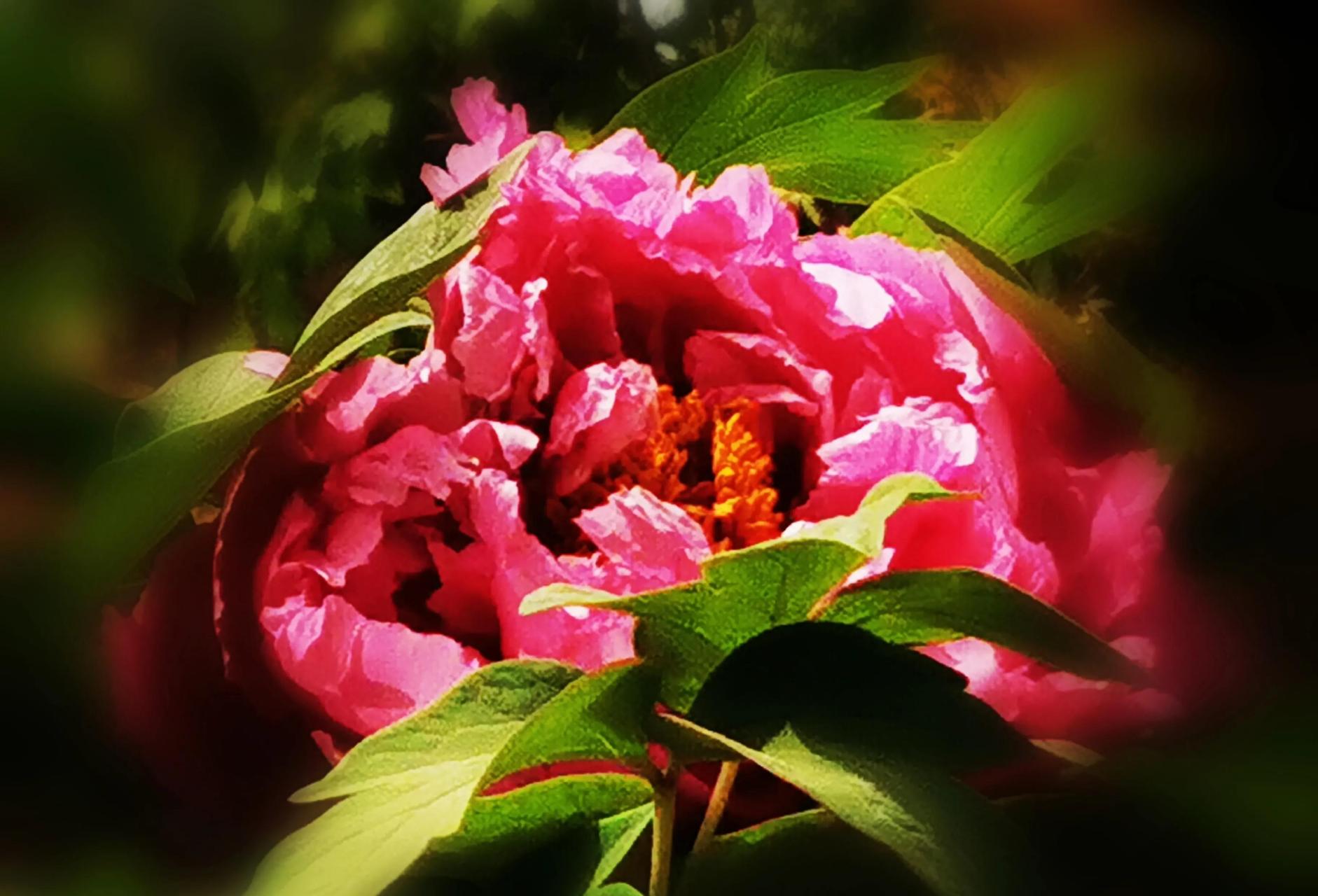 兴庆宫的牡丹美,还是华为手机出大片,这组九宫格牡丹花特别养眼养心吧