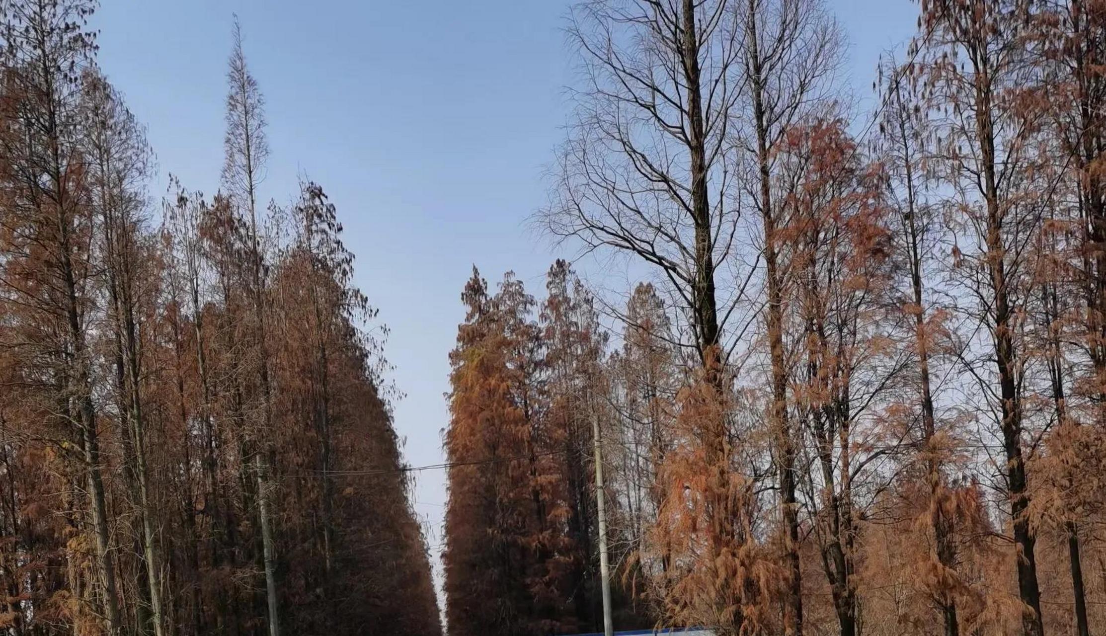 我去过最美的地方是南昌县南新乡,典型的江南鱼米之乡,恬美的自然湖光