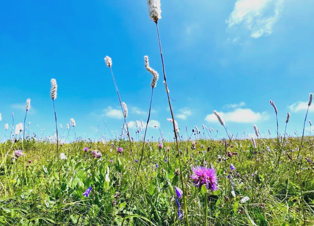 沁源花坡:体验草原风光,感受自然魅力