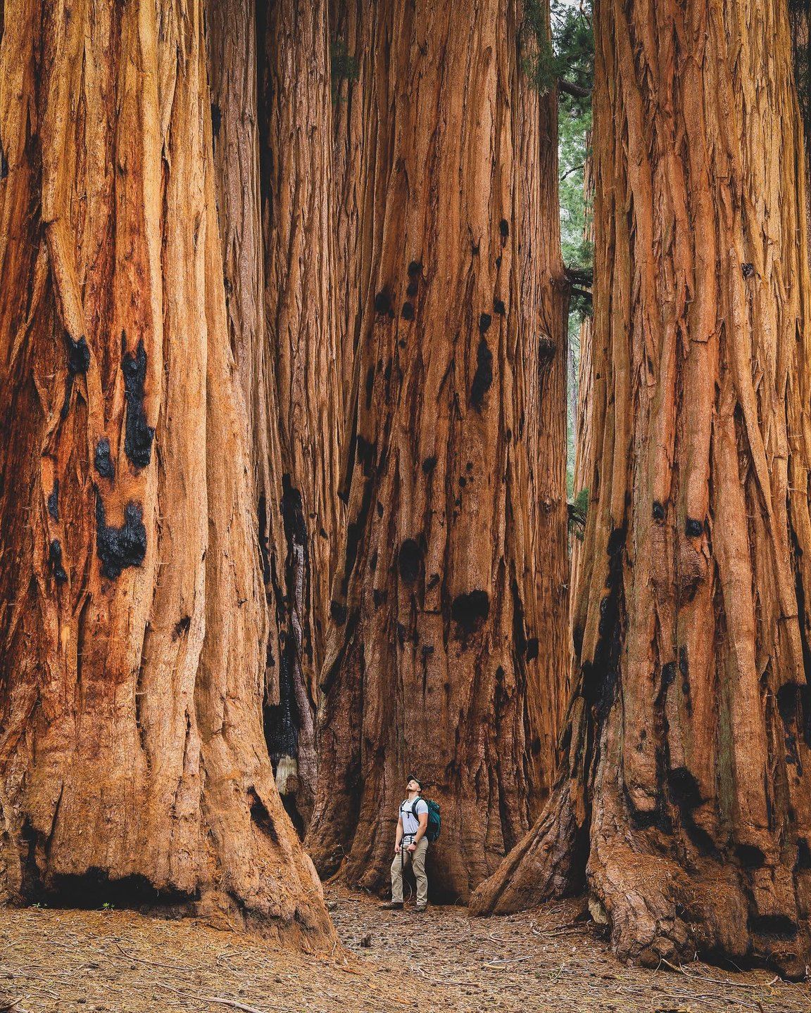 美图欣赏——人类与树