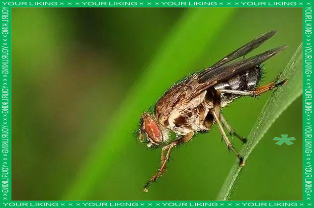 牛虻:看似"大苍蝇",实则吸血凶猛的昆虫