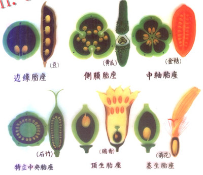 它的果实类型为瓠果,这一特殊的果实结构源自三个心皮侧膜胎座的下位
