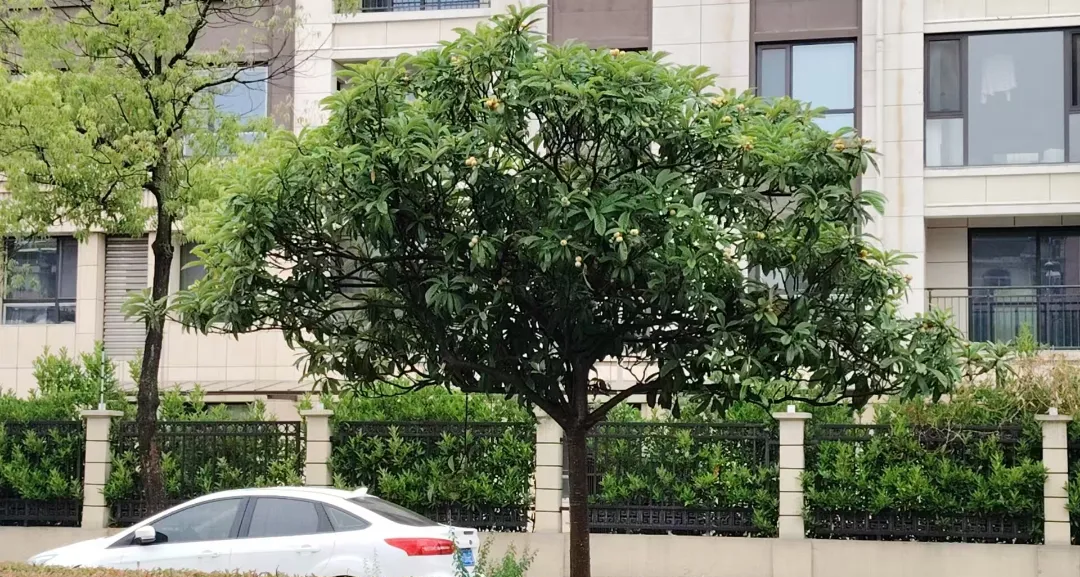 枇杷树种在哪里