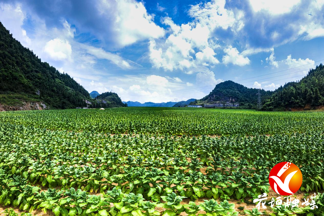 龙潭镇:最是一年春好处烟叶大棚育苗忙