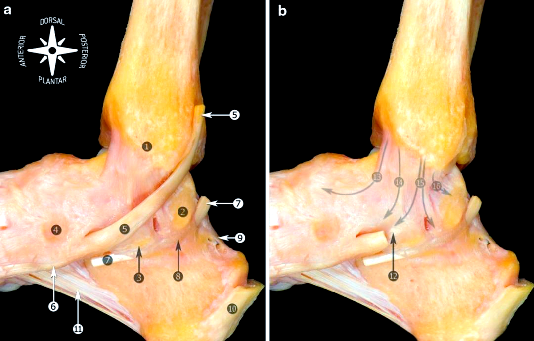 骨科医生必备踝关节韧带全攻略