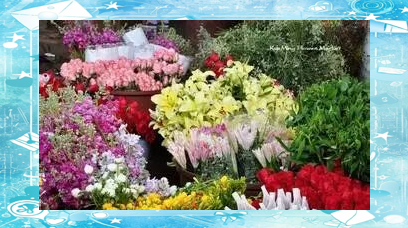 上海 花卉