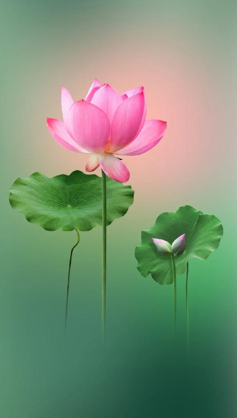 壁纸|荷花,婉约淡雅,安静从容,不浓不淡,静默无言,美得惊心