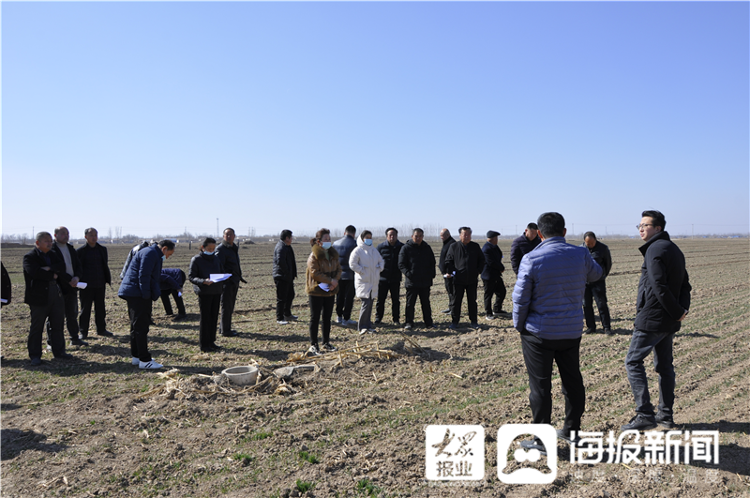 聊城市茌平区菜屯镇:小麦镇压促增产 科技壮苗保丰收