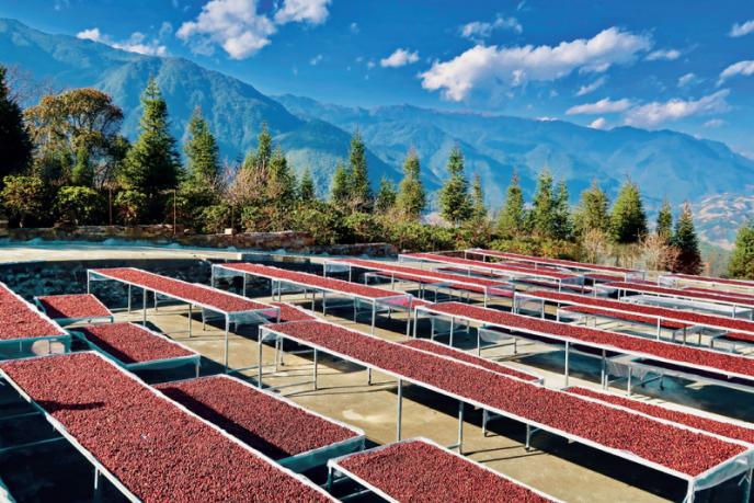 云南六大咖啡产区撑起了中国咖啡的内在与外在