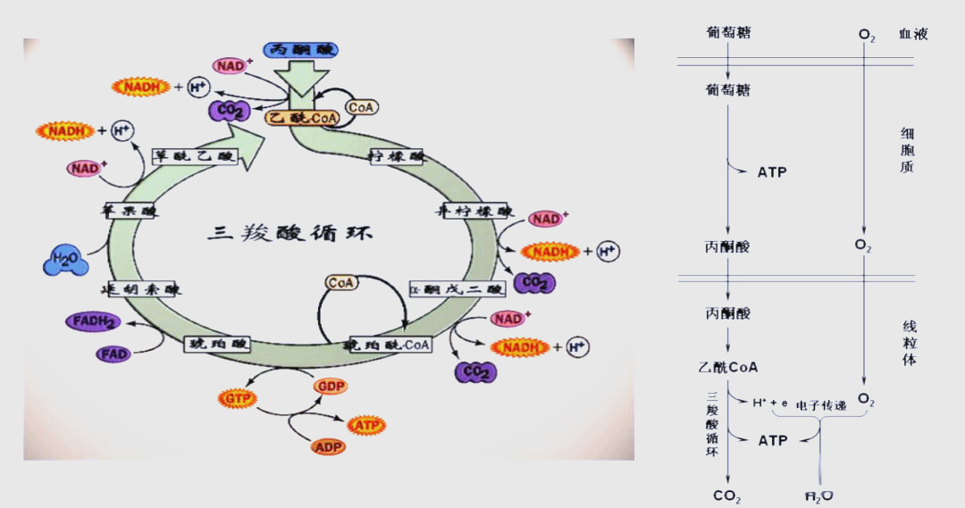 运动生理学视角:人体能量的多来源与代谢过程