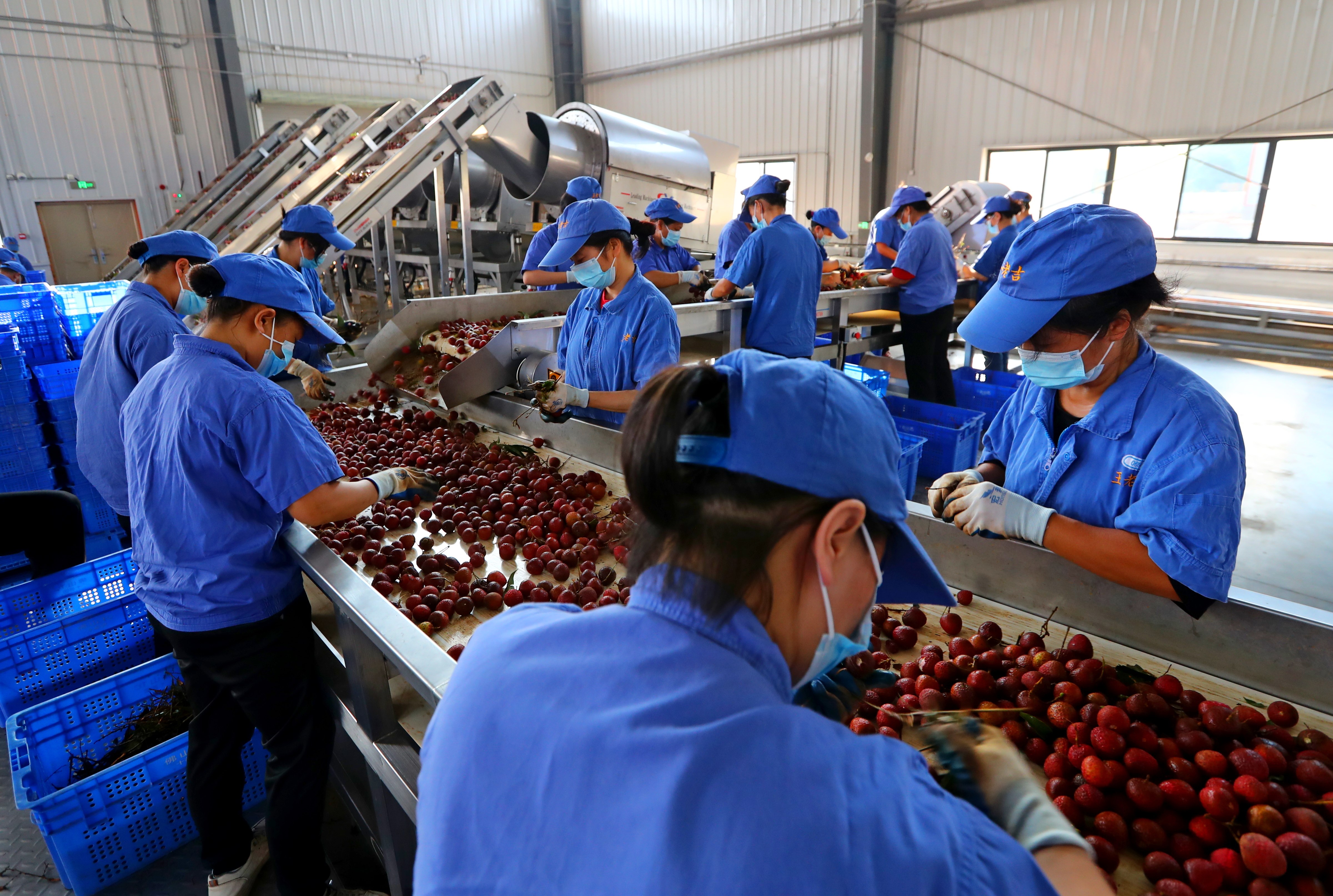 (高质量发展调研行)广东茂名:精深加工促进荔枝产业高质量发展