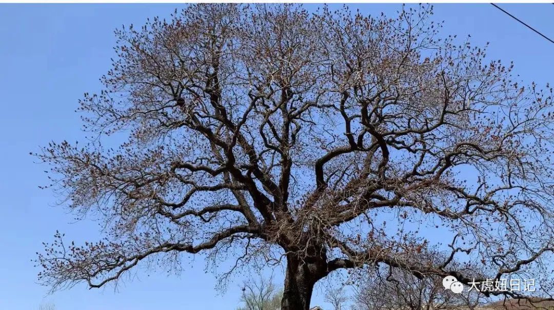 去房家沟看楷树