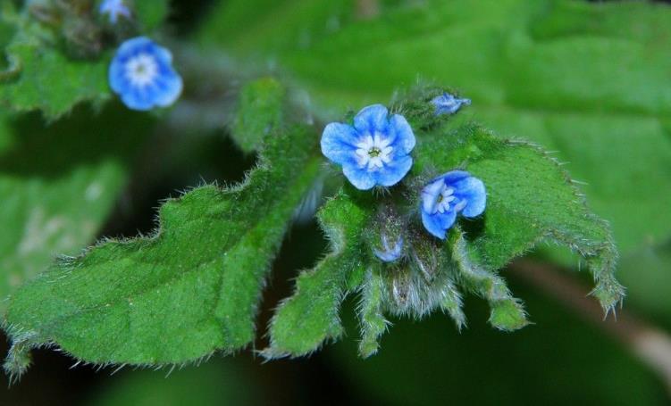斑种草的功效与作用