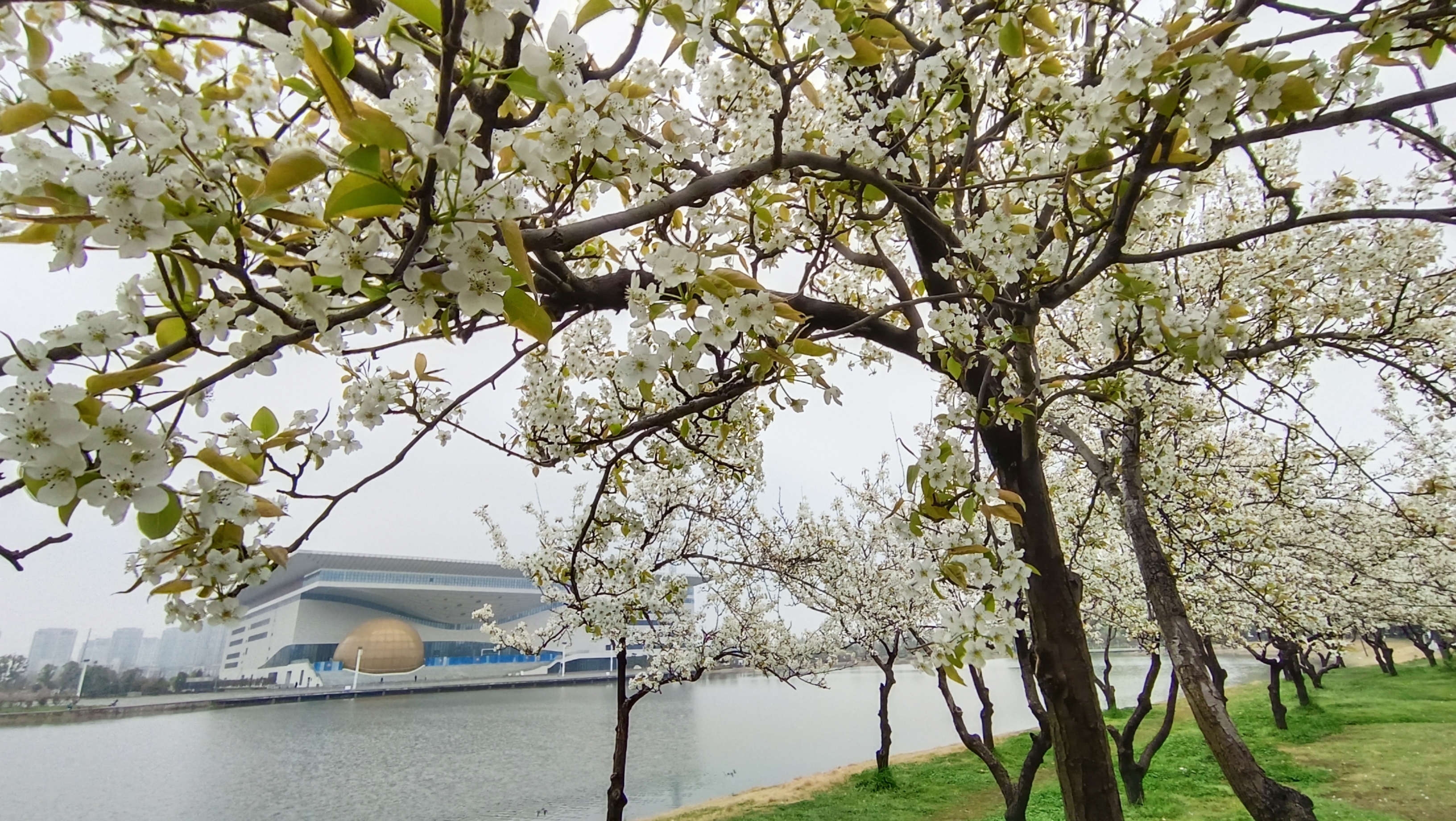梨树吐春蕊  一树梨花香