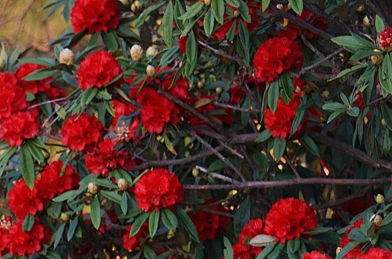 探秘腾冲东山上的大树杜鹃